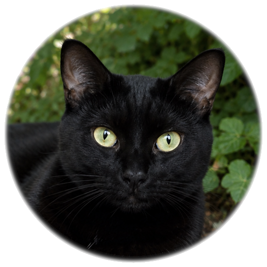 Black Cat Blog
