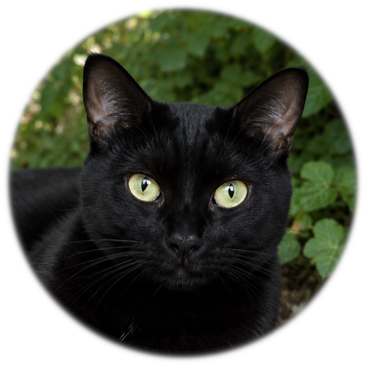 Black Cat Blog