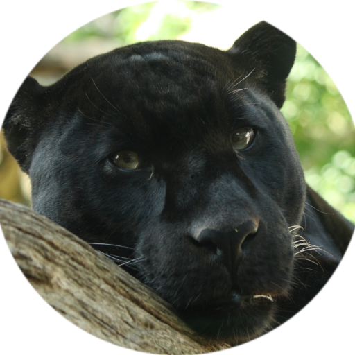 Black Cat Blog