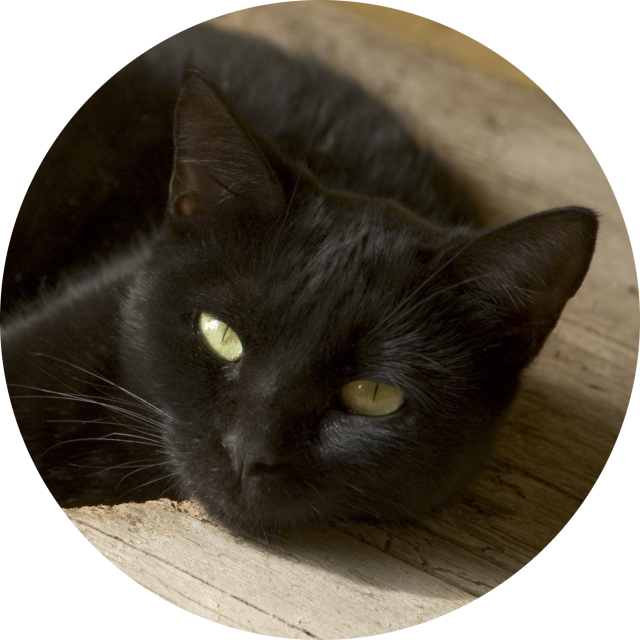 Black Cat Blog